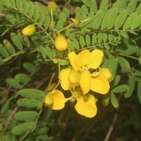 Senna auriculata (L.) Roxb.